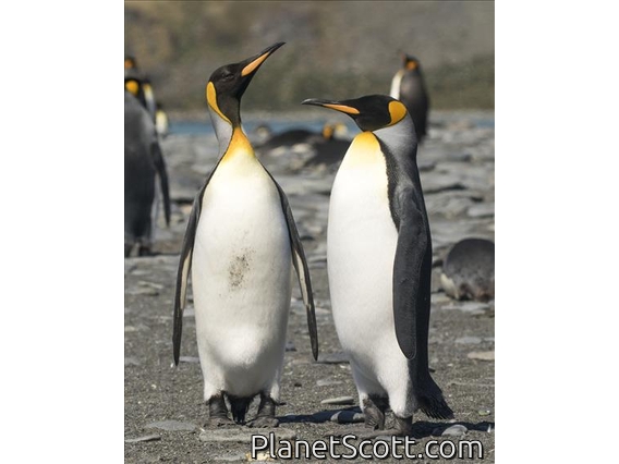 King Penguin (Aptenodytes patagonicus)