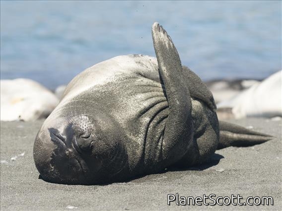 Southern Elephant Seal (Mirounga leonina)