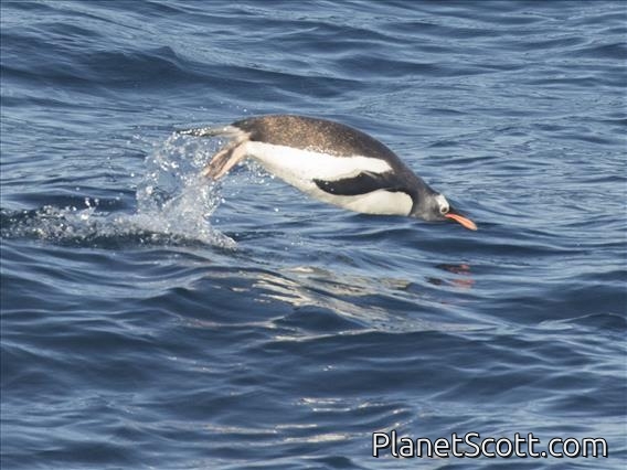 Gentoo Penguin (Pygoscelis papua)