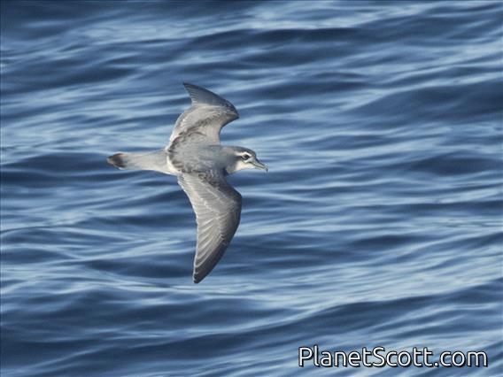 Antarctic Prion (Pachyptila desolata)
