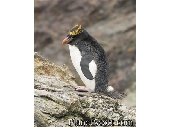 Macaroni Penguin (Eudyptes chrysolophus)