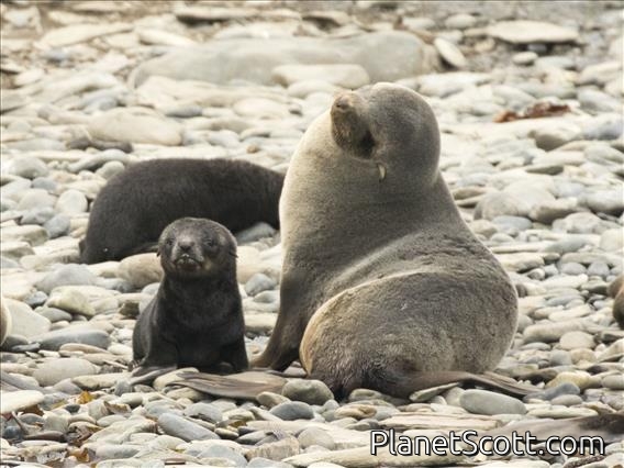Antarctic Fur Seal (Arctocephalus gazella)