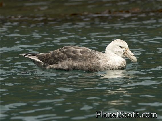 Southern Giant-Petrel (Macronectes giganteus) - Light Morph
