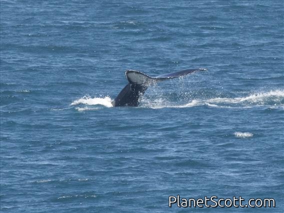 Humpback Whale (Megaptera novaeangliae)