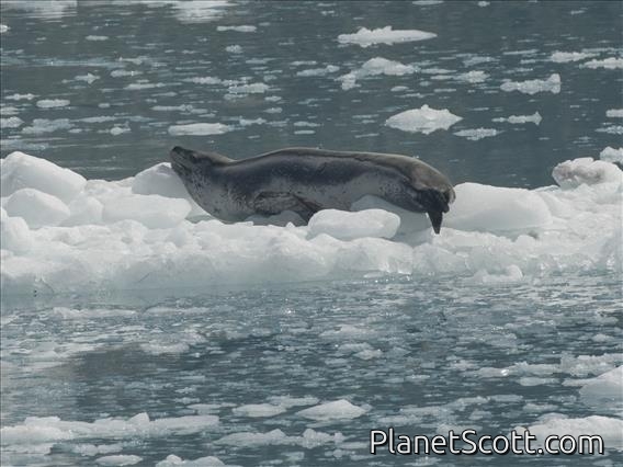 Leopard Seal (Hydrurga leptonyx)