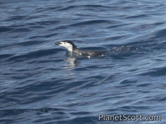 Chinstrap Penguin (Pygoscelis antarcticus)