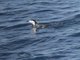 Chinstrap Penguin (Pygoscelis antarcticus)