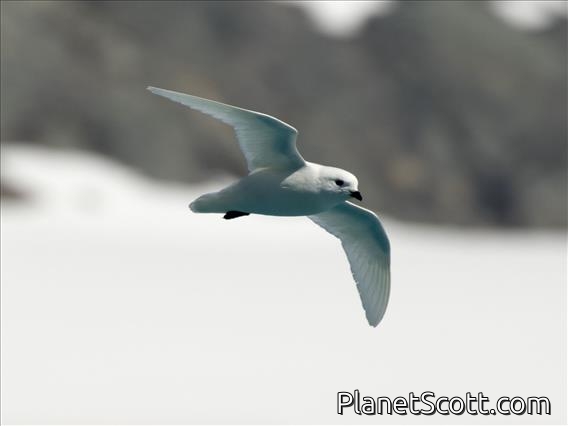 Snow Petrel (Pagodroma nivea)