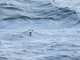 Common Diving-Petrel (Pelecanoides urinatrix)