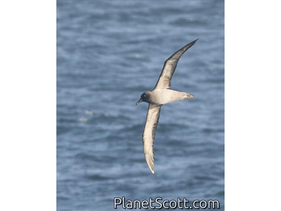 Light-mantled Albatross (Phoebetria palpebrata)