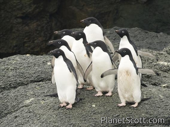 Adelie Penguin (Pygoscelis adeliae)