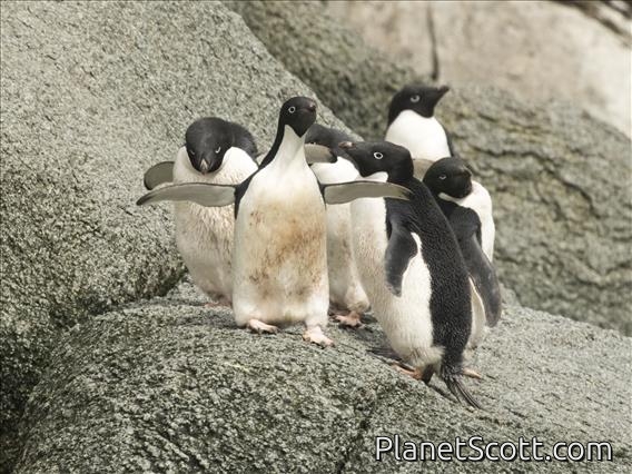 Adelie Penguin (Pygoscelis adeliae)