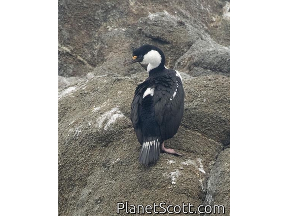 Antarctic Shag (Leucocarbo bransfieldensis)