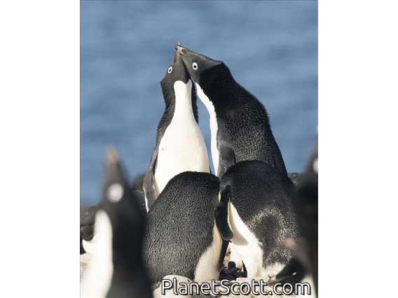 Adelie Penguin (Pygoscelis adeliae)