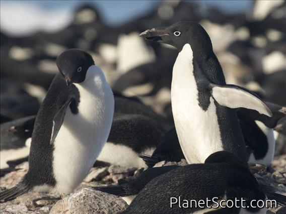Adelie Penguin (Pygoscelis adeliae) - Don't want your rock
