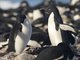 Adelie Penguin (Pygoscelis adeliae) - Don't want your rock