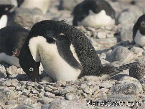 Adelie Penguin (Pygoscelis adeliae) - On Egg