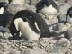 Adelie Penguin (Pygoscelis adeliae) - On Egg