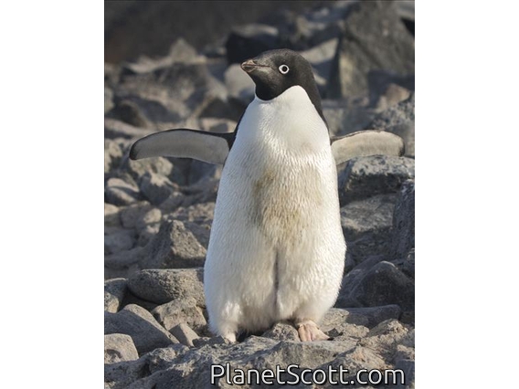 Adelie Penguin (Pygoscelis adeliae)