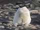 Adelie Penguin (Pygoscelis adeliae)