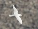 Snow Petrel (Pagodroma nivea)