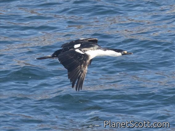 Antarctic Shag (Leucocarbo bransfieldensis)