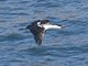Antarctic Shag (Leucocarbo bransfieldensis)