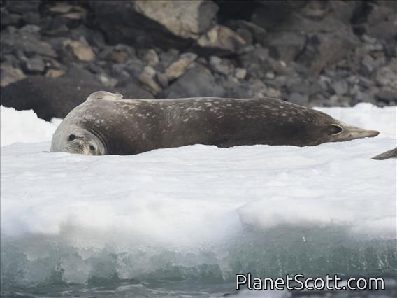 Weddell Seal (Leptonychotes weddellii)