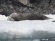 Weddell Seal (Leptonychotes weddellii)