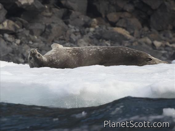 Weddell Seal (Leptonychotes weddellii)