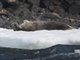 Weddell Seal (Leptonychotes weddellii)