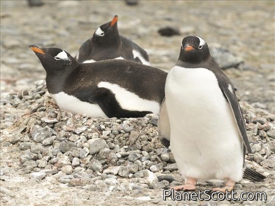 Gentoo Penguin (Pygoscelis papua)