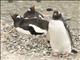 Gentoo Penguin (Pygoscelis papua)
