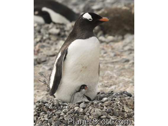 Gentoo Penguin (Pygoscelis papua)