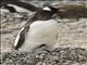 Gentoo Penguin (Pygoscelis papua)