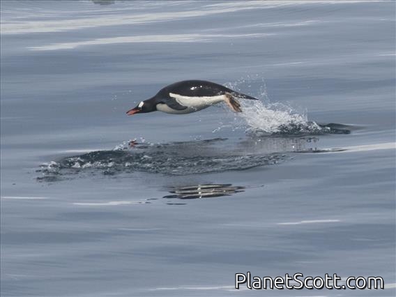 Gentoo Penguin (Pygoscelis papua)