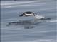 Gentoo Penguin (Pygoscelis papua)