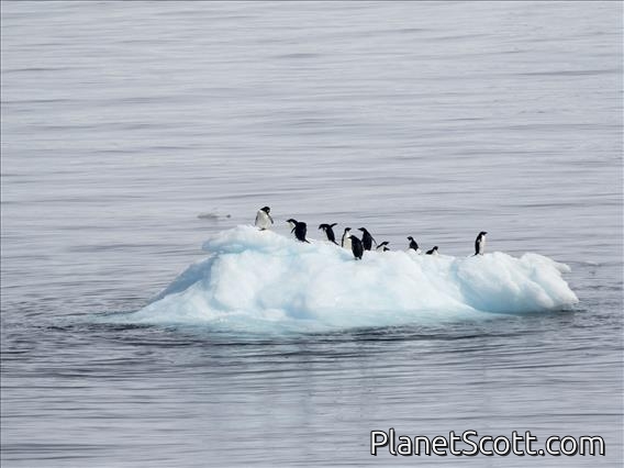 Adelie Penguin (Pygoscelis adeliae)