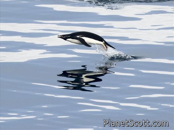 Adelie Penguin (Pygoscelis adeliae) - In Flight