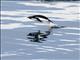 Adelie Penguin (Pygoscelis adeliae) - In Flight