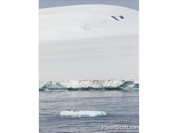 Penguin Iceberg