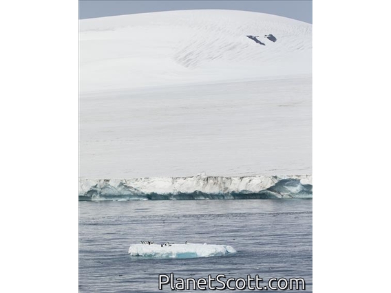 Penguin Iceberg