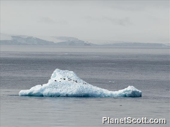 Another Penguin Iceberg
