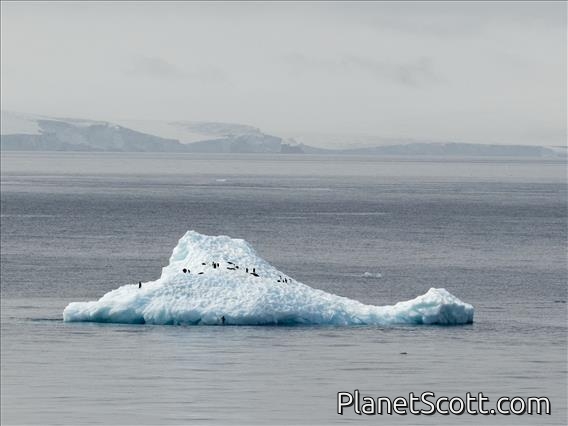 Another Penguin Iceberg