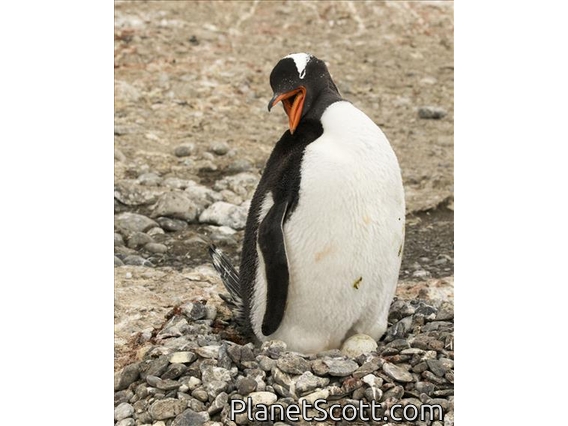 Gentoo Penguin (Pygoscelis papua)