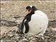 Gentoo Penguin (Pygoscelis papua)