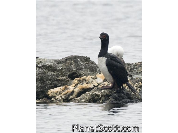 Magellanic Cormorant (Leucocarbo magellanicus)