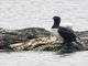 Magellanic Cormorant (Leucocarbo magellanicus)