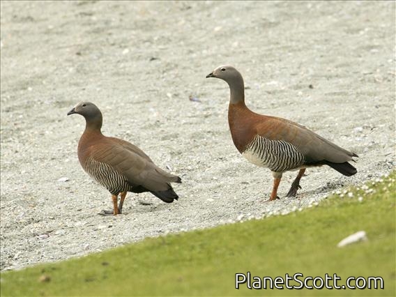 Ashy-headed Goose (Chloephaga poliocephala)