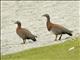 Ashy-headed Goose (Chloephaga poliocephala)